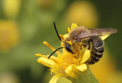 Colletes sp.
